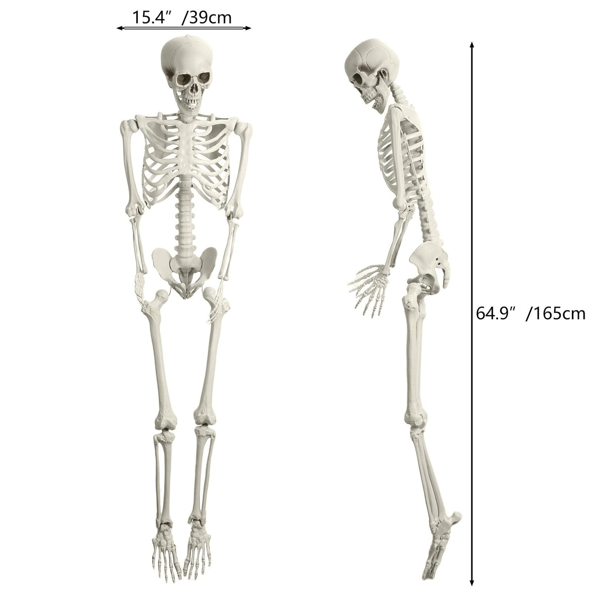Life Size Imitation Skeleton with Posable Joints T533787