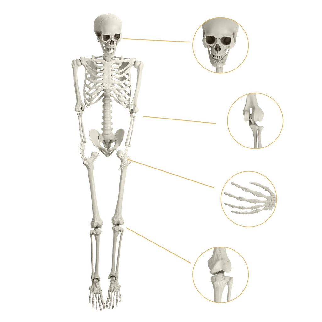 Life Size Imitation Skeleton with Posable Joints T533787