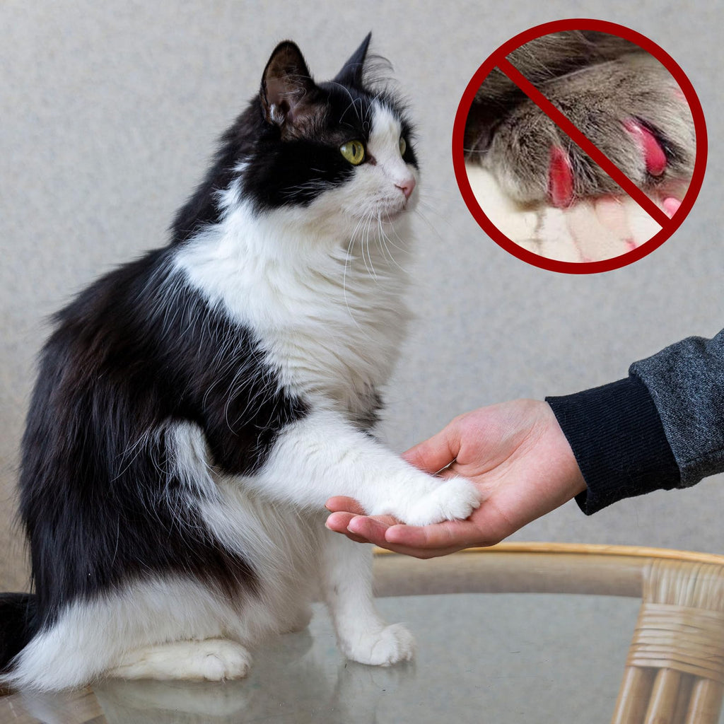 42 Pcs Pet Nail Grinder Replacement Kit with Sanding Bands W95244