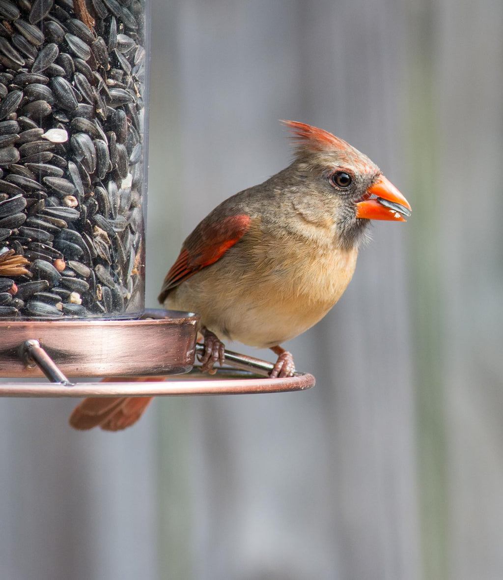 Wild Bird Seed 20 lb U78923