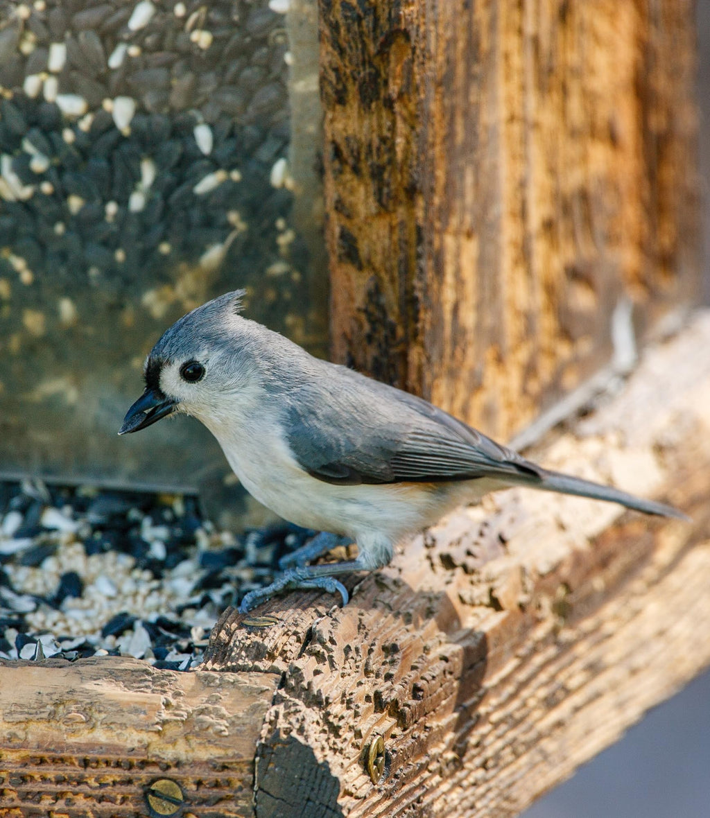 Wild Bird Seed 20 lb U78923