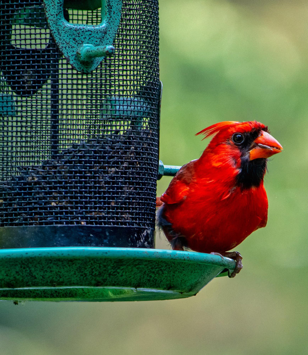 Wild Bird Seed 20 lb U78923