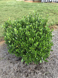 Gardenia jasminoides 'August Beauty' 3 Gallon M306522