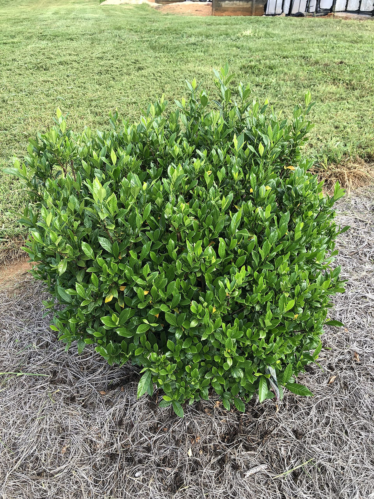 Gardenia jasminoides 'August Beauty' 3 Gallon M306522